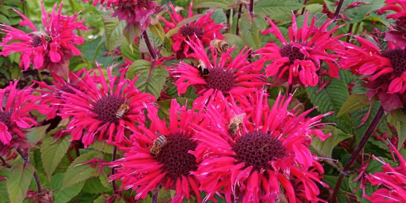 Monarda 'Bee Happy' Монарда гибридная